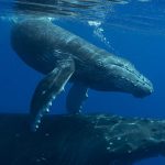 19th Annual Whale Tales, Feb. 14-17